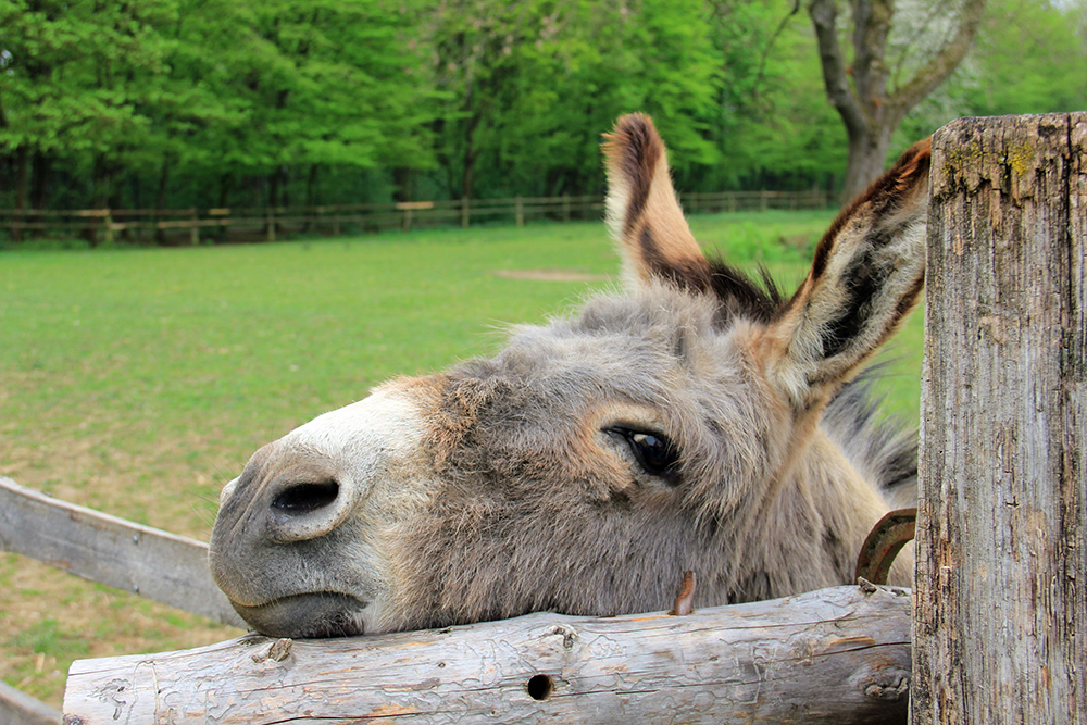 Sidmouth Donkey Sanctuary